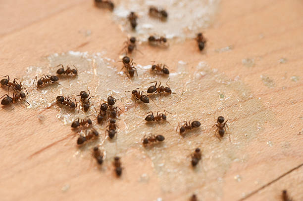 Best Affordable Pest Control Services  in Lawrence, NY